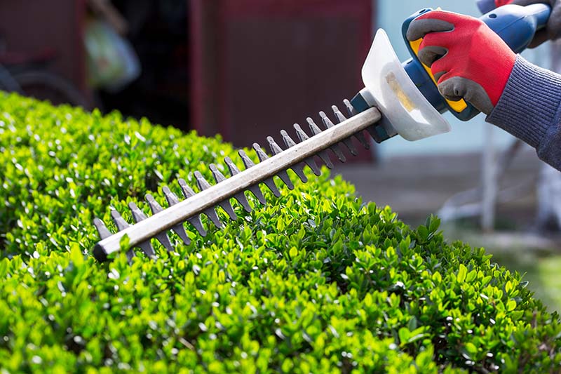 Shrub Trimming