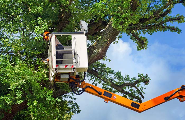 High Tree Trimming in TREE-TRIMMING-AND-PRUNING-COSTS