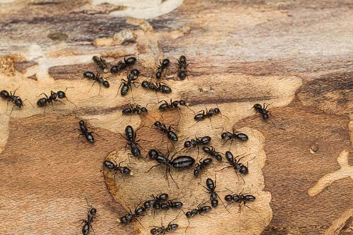 Bennington Ant Removal