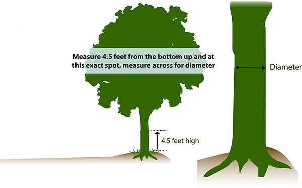 Tree Diameter