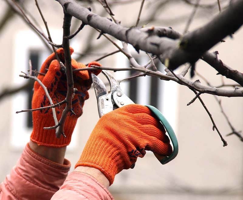 DIY Tree Trimming