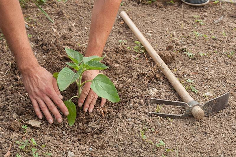 Tree Planting