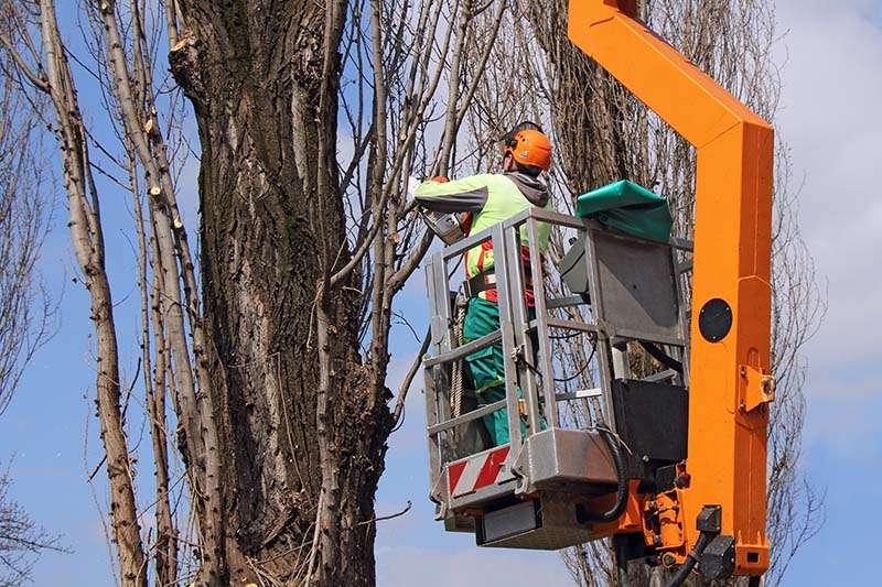 Tree Removal Company