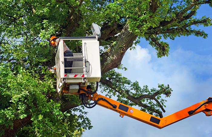 High Tree Trimming in Wilmette