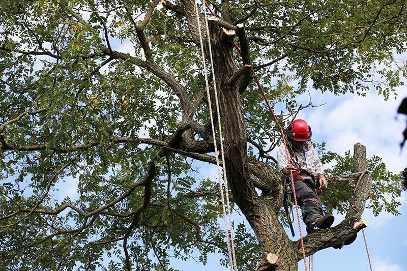 Tree Trimming Costs