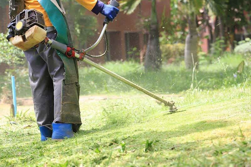 Manhattan Beach Hedge Trimming