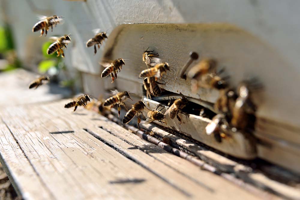Sacramento Bee Removal