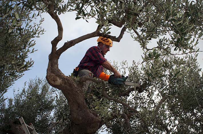 Hot Springs Tree Trimming