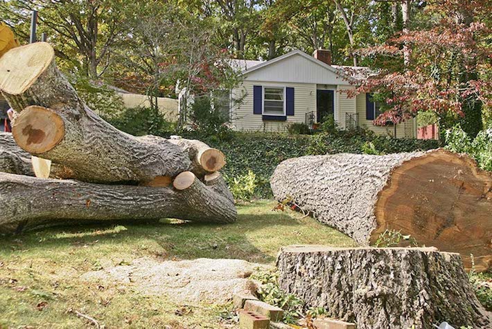 New Canaan Tree Removal