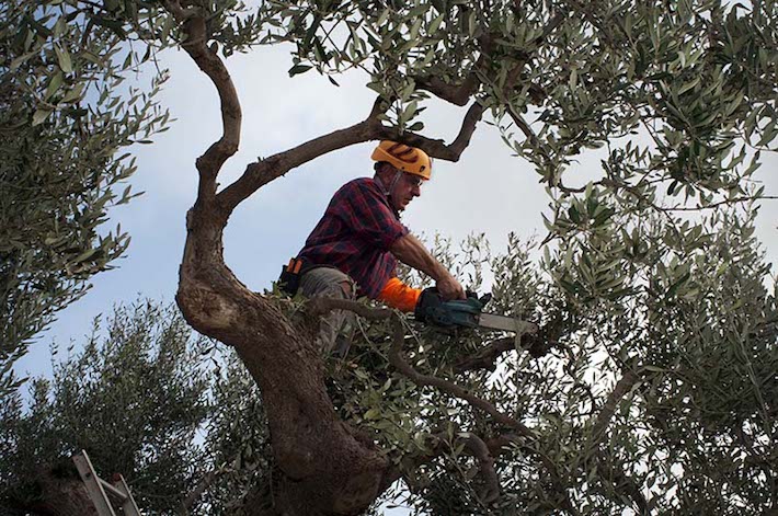 Olive Branch Tree Trimming